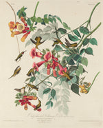 Ruby-throated Humming Bird by Robert Havell after John James Audubon (American, 1793 - 1878), 16X12"(A3)Poster Print