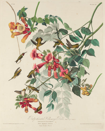 Ruby-throated Humming Bird by Robert Havell after John James Audubon (American, 1793 - 1878), 16X12"(A3)Poster Print