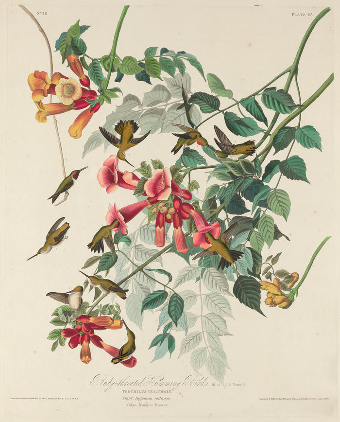 Ruby-throated Humming Bird by Robert Havell after John James Audubon (American, 1793 - 1878), 16X12