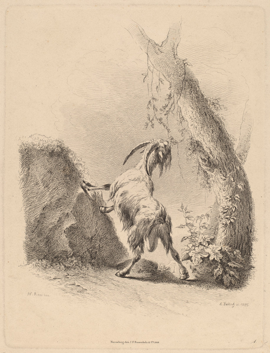 Goat in a Landscape by Adam von Bartsch (Austrian, 1757 - 1821), 16X12"(A3)Poster Print