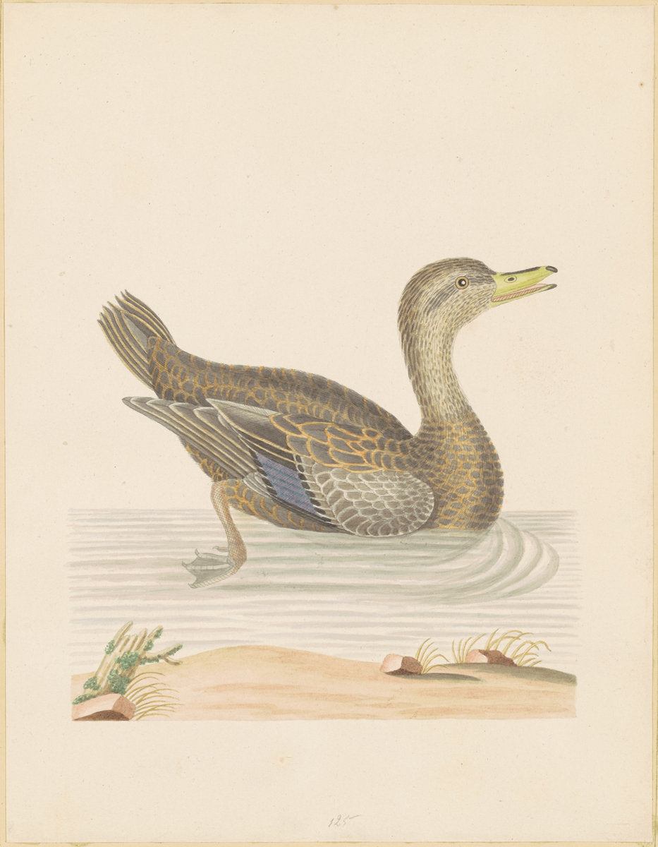 Roan Duck by John Abbot (American, 1751 - 1839), 16X12"(A3)Poster Print