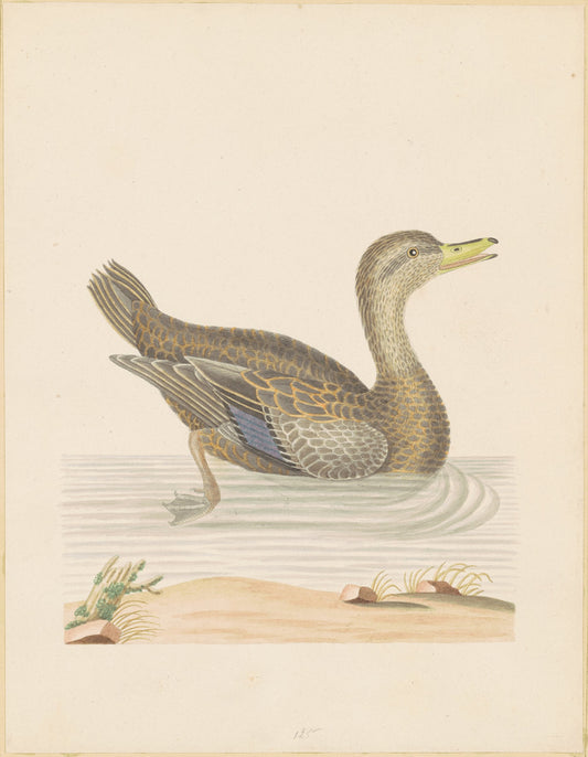 Roan Duck by John Abbot (American, 1751 - 1839), 16X12"(A3)Poster Print