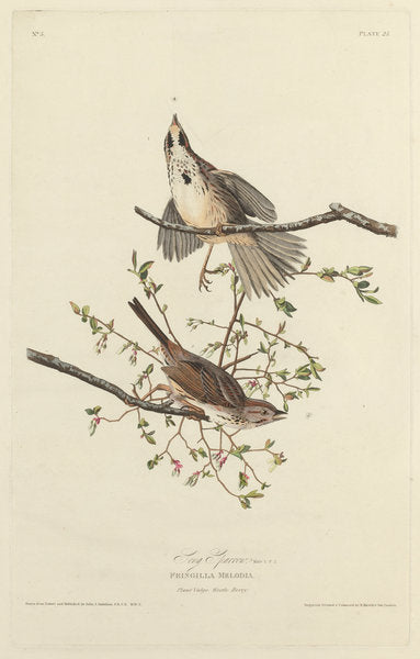 Song Sparrow by Robert Havell after John James Audubon (American, 1793 - 1878), 16X12