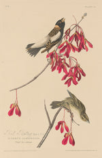 Rice Bunting by Robert Havell after John James Audubon (American, 1793 - 1878), 16X12"(A3)Poster Print