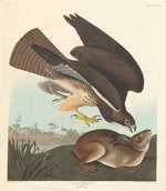 Common Buzzard by Robert Havell after John James Audubon (American, 1793 - 1878), 16X12"(A3)Poster Print