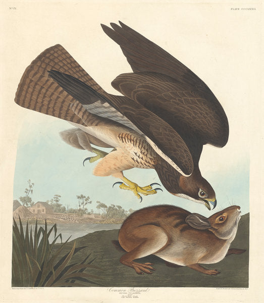 Common Buzzard by Robert Havell after John James Audubon (American, 1793 - 1878), 16X12