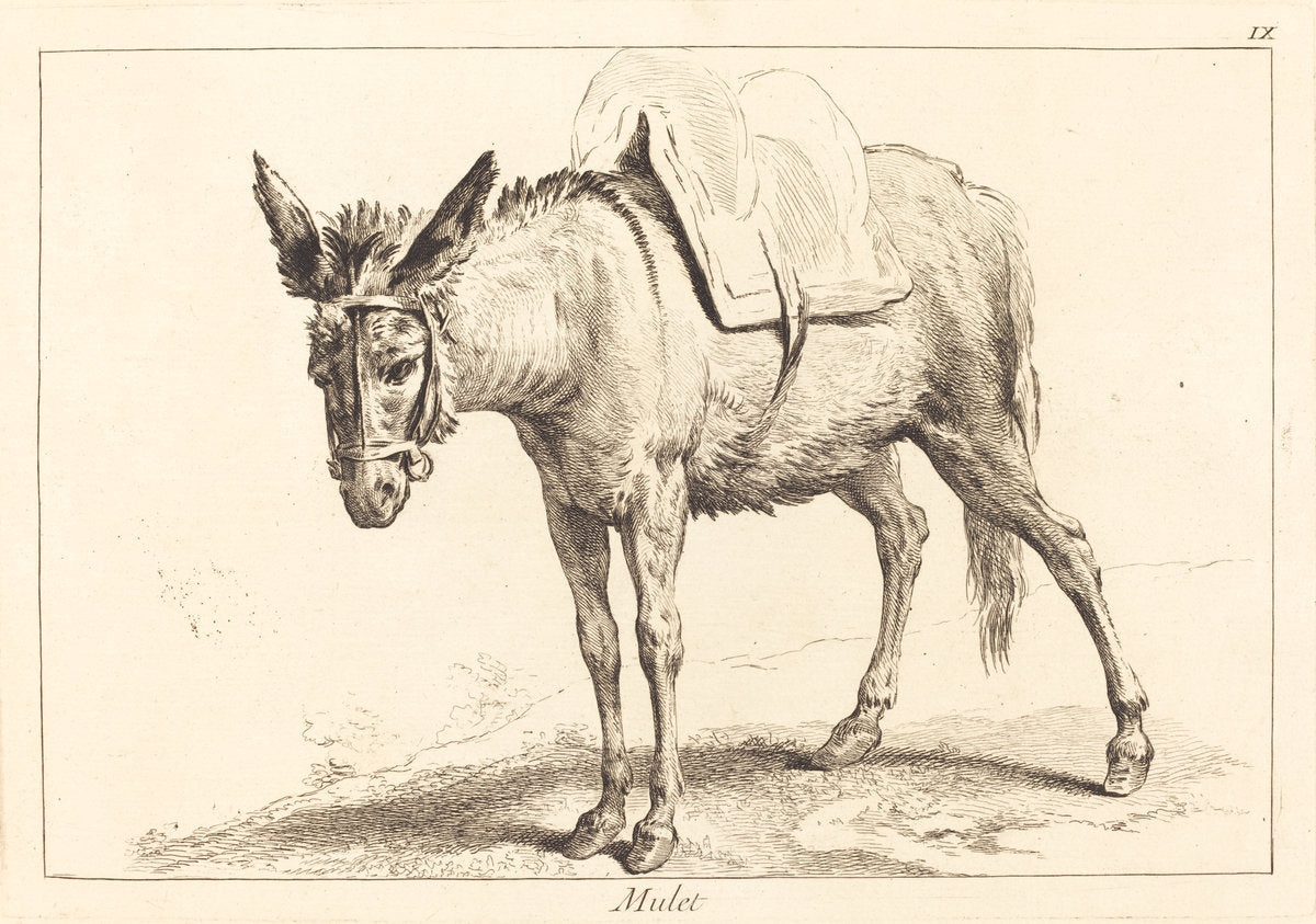 Mulet (Mule or Saddled Donkey) by Jacques-Philippe Le Bas and Jean Eric Rehn after Jean-Baptiste Oudry (French, 1707 - 1783), 16X12"(A3)Poster Print