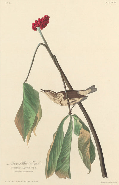 Louisiana Water Thrush by Robert Havell after John James Audubon (American, 1793 - 1878), 16X12"(A3)Poster Print