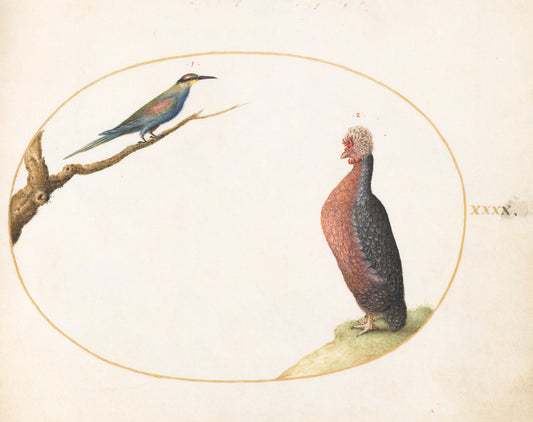 Animalia Volatilia et Amphibia (Aier): Plate XL by Joris Hoefnagel (Flemish, 1542 - 1600), 16X12"(A3)Poster Print