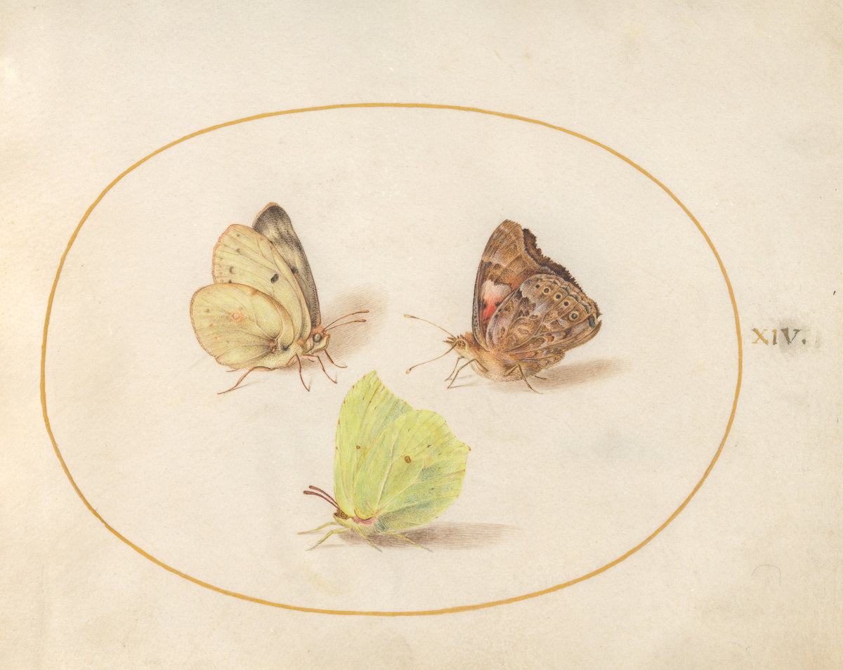 Animalia Rationalia et Insecta (Ignis):  Plate XIV by Joris Hoefnagel (Flemish, 1542 - 1600), 16X12"(A3)Poster Print