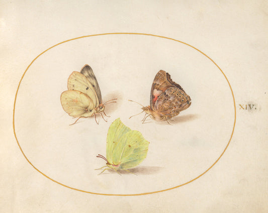 Animalia Rationalia et Insecta (Ignis):  Plate XIV by Joris Hoefnagel (Flemish, 1542 - 1600), 16X12"(A3)Poster Print