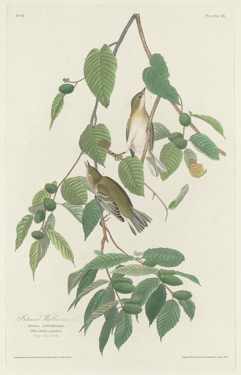 Autumnal Warbler by Robert Havell after John James Audubon (American, 1793 - 1878), 16X12"(A3)Poster Print