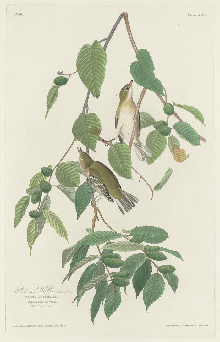 Autumnal Warbler by Robert Havell after John James Audubon (American, 1793 - 1878), 16X12