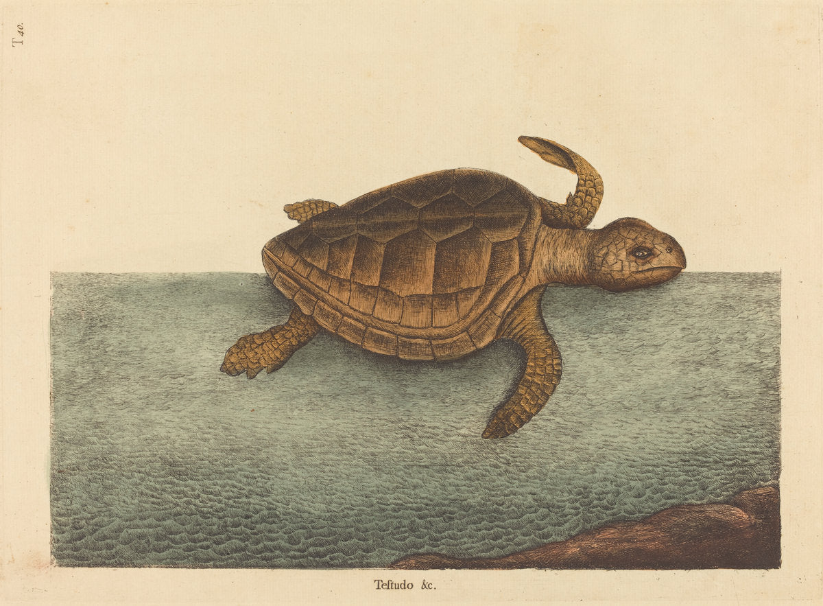 The Logger-head Turtle (Testudo Cavanna) by Mark Catesby (English, 1679 - 1749), 16X12"(A3)Poster Print