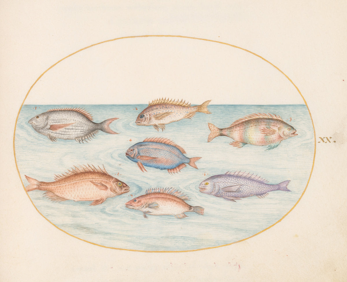 Animalia Aqvatilia et Cochiliata (Aqva): Plate XX by Joris Hoefnagel (Flemish, 1542 - 1600), 16X12"(A3)Poster Print