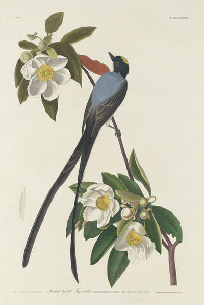 Forked-tail Flycatcher by Robert Havell after John James Audubon (American, 1793 - 1878), 16X12"(A3)Poster Print