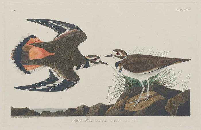 Kildeer Plover by Robert Havell after John James Audubon (American, 1793 - 1878), 16X12