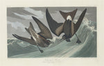 Fork-tailed Petrel by Robert Havell after John James Audubon (American, 1793 - 1878), 16X12"(A3)Poster Print