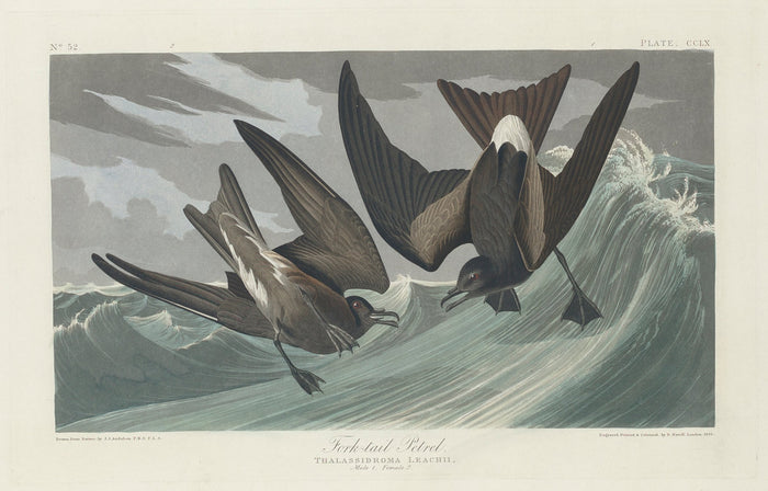 Fork-tailed Petrel by Robert Havell after John James Audubon (American, 1793 - 1878), 16X12