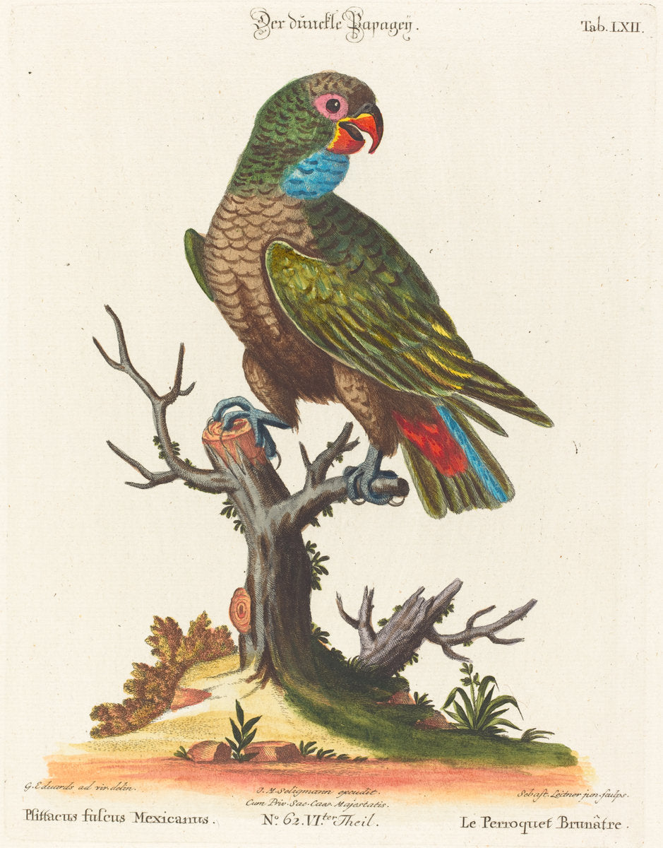 Parrot (Le Perroquet Brunatre. Pfittacus Fulcus Mexicanus) by Johann Sebastian Leitner after George Edwards (German, 1715 - 1795), 16X12"(A3)Poster Print
