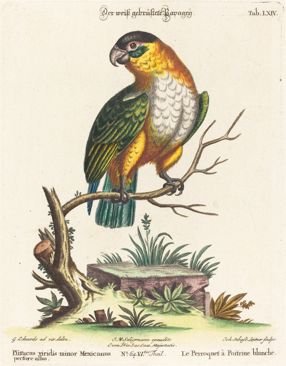 Psittacus viridis minor Mexicanus by Johann Sebastian Leitner after George Edwards (German, 1715 - 1795), 16X12"(A3)Poster Print