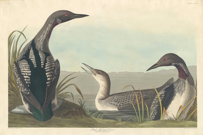 Black-throated Diver by Robert Havell after John James Audubon (American, 1793 - 1878), 16X12