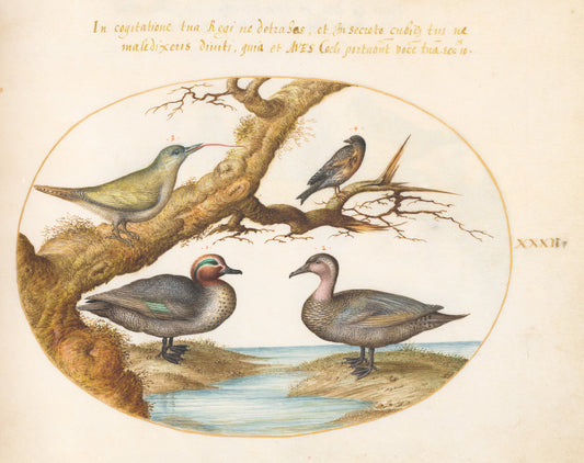 Animalia Volatilia et Amphibia (Aier): Plate XXXII by Joris Hoefnagel (Flemish, 1542 - 1600), 16X12"(A3)Poster Print