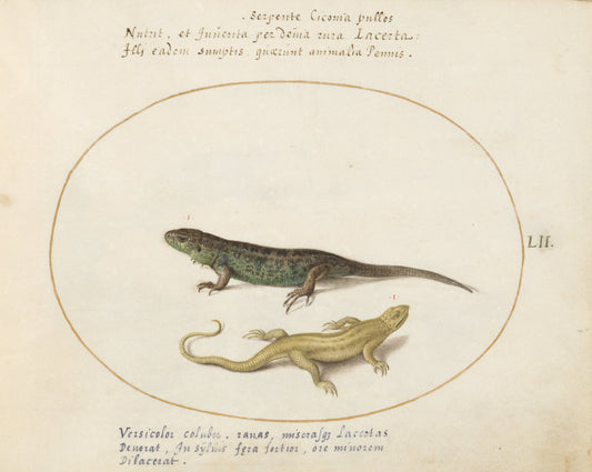 Animalia Qvadrvpedia et Reptilia (Terra): Plate LII by Joris Hoefnagel (Flemish, 1542 - 1600), 16X12"(A3)Poster Print