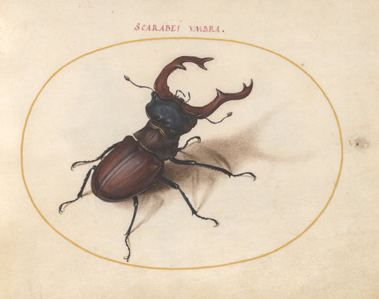 Animalia Rationalia et Insecta (Ignis):  Plate V by Joris Hoefnagel (Flemish, 1542 - 1600), 16X12"(A3)Poster Print