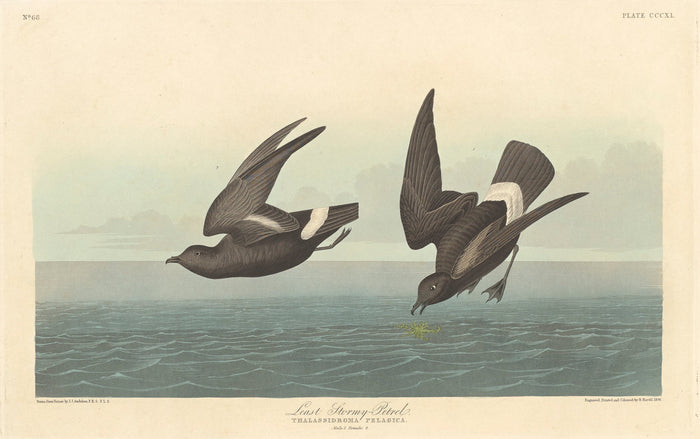 Least Stormy Petrel by Robert Havell after John James Audubon (American, 1793 - 1878), 16X12