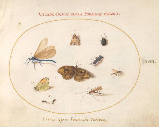 Animalia Rationalia et Insecta (Ignis):  Plate XVIII by Joris Hoefnagel (Flemish, 1542 - 1600), 16X12"(A3)Poster Print