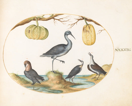 Animalia Volatilia et Amphibia (Aier): Plate XLIV by Joris Hoefnagel (Flemish, 1542 - 1600), 16X12"(A3)Poster Print