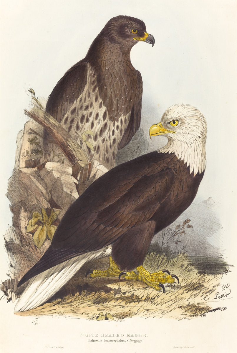 White Headed Eagle (Haliaetus leucocephalus) by Edward Lear (British, 1812 - 1888), 16X12"(A3)Poster Print