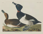 Tufted Duck by Robert Havell after John James Audubon (American, 1793 - 1878), 16X12"(A3)Poster Print