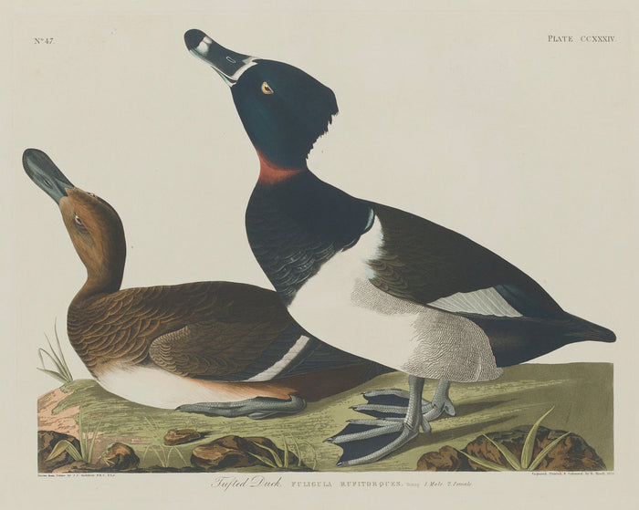 Tufted Duck by Robert Havell after John James Audubon (American, 1793 - 1878), 16X12