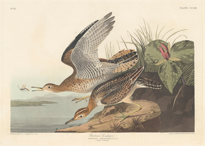 Bartram Sandpiper by Robert Havell after John James Audubon (American, 1793 - 1878), 16X12