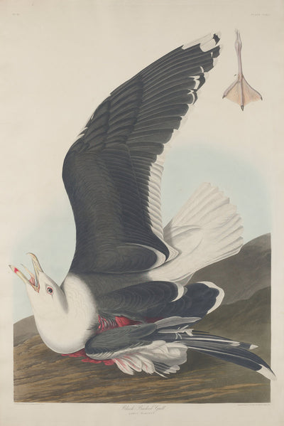 Black-Backed Gull by Robert Havell after John James Audubon (American, 1793 - 1878), 16X12"(A3)Poster Print