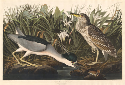 Night Heron or Qua bird by Robert Havell after John James Audubon (American, born England, 1793 - 1878), 16X12"(A3)Poster Print