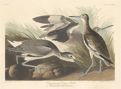 Semi-palmated Snipe or Willet by Robert Havell after John James Audubon (American, 1793 - 1878), 16X12"(A3)Poster Print