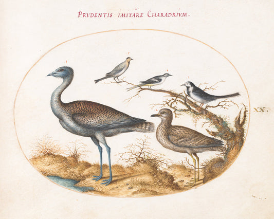 Animalia Volatilia et Amphibia (Aier): Plate XX by Joris Hoefnagel (Flemish, 1542 - 1600), 16X12"(A3)Poster Print