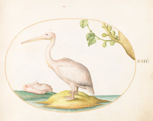 Animalia Volatilia et Amphibia (Aier): Plate XXII by Joris Hoefnagel (Flemish, 1542 - 1600), 16X12"(A3)Poster Print