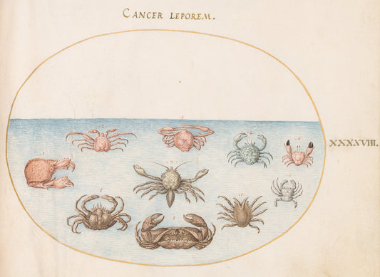 Animalia Aqvatilia et Cochiliata (Aqva): Plate XLVIII by Joris Hoefnagel (Flemish, 1542 - 1600), 16X12"(A3)Poster Print