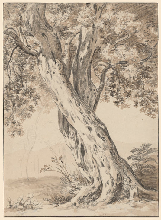 Two Intertwined Oak Trees by Johann Christian Reinhart (German, 1761 - 1847), 16X12"(A3)Poster Print