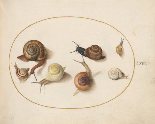 Animalia Qvadrvpedia et Reptilia (Terra): Plate LXIV by Joris Hoefnagel (Flemish, 1542 - 1600), 16X12"(A3)Poster Print