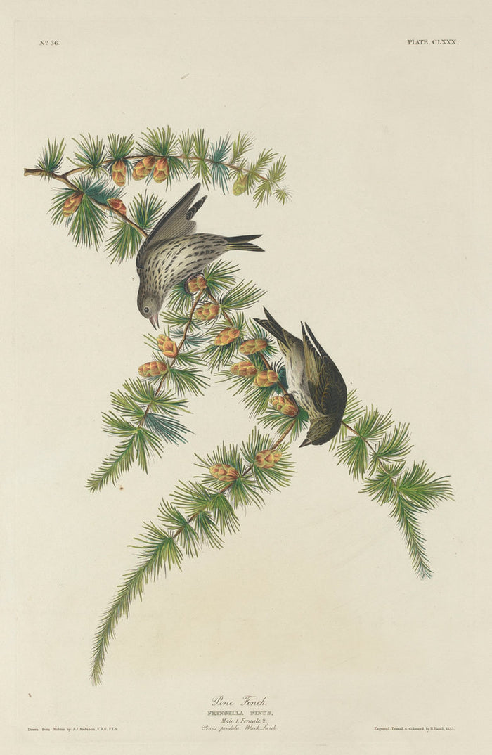 Pine Finch by Robert Havell after John James Audubon (American, 1793 - 1878), 16X12