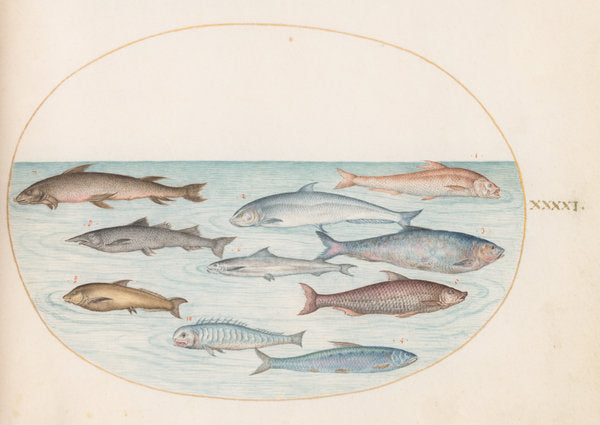 Animalia Aqvatilia et Cochiliata (Aqva): Plate XLI by Joris Hoefnagel (Flemish, 1542 - 1600), 16X12"(A3)Poster Print