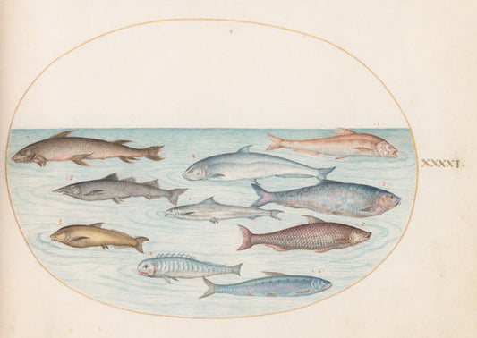 Animalia Aqvatilia et Cochiliata (Aqva): Plate XLI by Joris Hoefnagel (Flemish, 1542 - 1600), 16X12"(A3)Poster Print