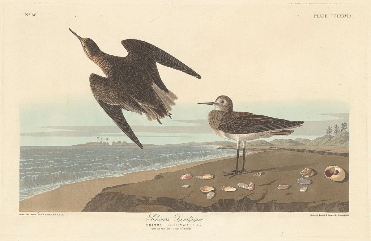 Schinz's Sandpiper by Robert Havell after John James Audubon (American, 1793 - 1878), 16X12"(A3)Poster Print