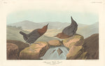 American Water Ouzel by Robert Havell after John James Audubon (American, 1793 - 1878), 16X12"(A3)Poster Print