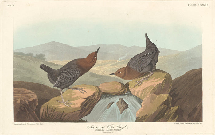 American Water Ouzel by Robert Havell after John James Audubon (American, 1793 - 1878), 16X12